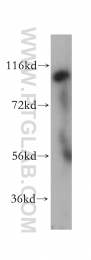 14150-1-AP - RASA3