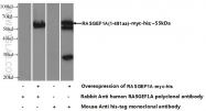 17121-1-AP - RASGEF1A
