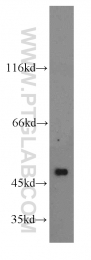 19745-1-AP - RASGRP2