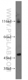 19745-1-AP - RASGRP2