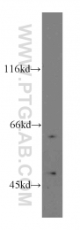 19745-1-AP - RASGRP2