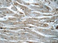 17971-1-AP - RASIP1 / RAIN