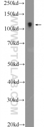 26064-1-AP - RASIP1 / RAIN
