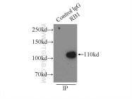 10048-2-Ig - Retinoblastoma-associated protein / RB1