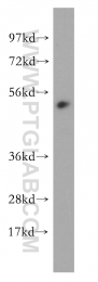14557-1-AP - RBBP4 / RBAP48