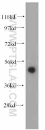 14557-1-AP - RBBP4 / RBAP48