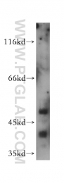 14557-1-AP - RBBP4 / RBAP48