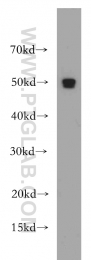 20364-1-AP - RBBP4 / RBAP48