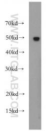 20364-1-AP - RBBP4 / RBAP48