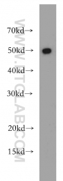 20364-1-AP - RBBP4 / RBAP48