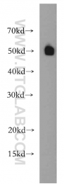 20364-1-AP - RBBP4 / RBAP48