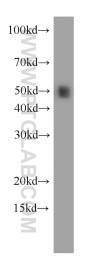 20364-1-AP - RBBP4 / RBAP48