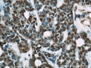 66060-1-Ig - RBBP4 / RBAP48