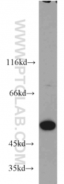66060-1-Ig - RBBP4 / RBAP48