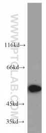66060-1-Ig - RBBP4 / RBAP48