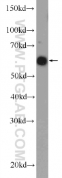 13181-1-AP - RBBP5 / RBQ3