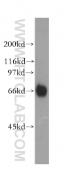 13181-1-AP - RBBP5 / RBQ3