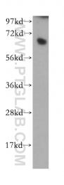 13181-1-AP - RBBP5 / RBQ3