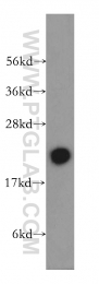 12230-2-AP - RBBP9 / BOG