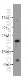 12230-2-AP - RBBP9 / BOG