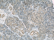 66015-1-Ig - RBBP9 / BOG