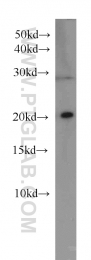 66015-2-Ig - RBBP9 / BOG