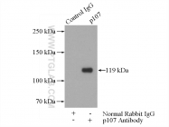 13354-1-AP - RBL1