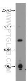 13354-1-AP - RBL1