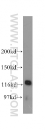 13354-1-AP - RBL1