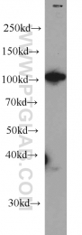 66059-1-Ig - RBM15