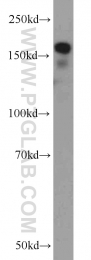 18893-1-AP - RBM16