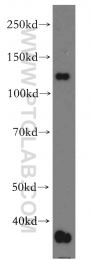 19095-1-AP - RBM19