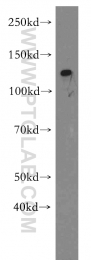 19095-1-AP - RBM19