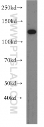 19095-1-AP - RBM19