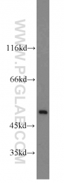 22103-1-AP - RBM22