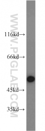 22103-1-AP - RBM22