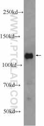 25297-1-AP - RBM25 7 RED120