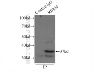 11614-1-AP - RBM4 / RBM4A
