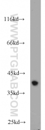 11614-1-AP - RBM4 / RBM4A