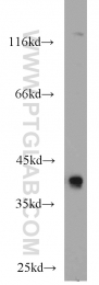 11614-1-AP - RBM4 / RBM4A