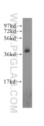 11614-1-AP - RBM4 / RBM4A