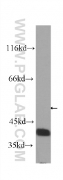60292-1-Ig - RBM4 / RBM4A