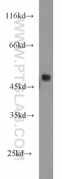 15784-1-AP - RBM41