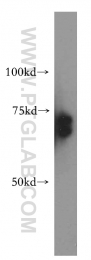 15407-1-AP - RBM42
