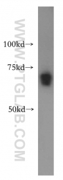 15407-1-AP - RBM42