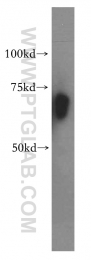 15407-1-AP - RBM42