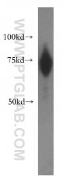 15407-1-AP - RBM42