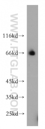 15407-1-AP - RBM42