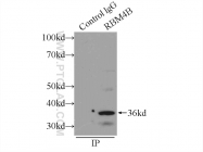15412-1-AP - RBM4B / RBM30