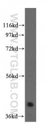 15412-1-AP - RBM4B / RBM30